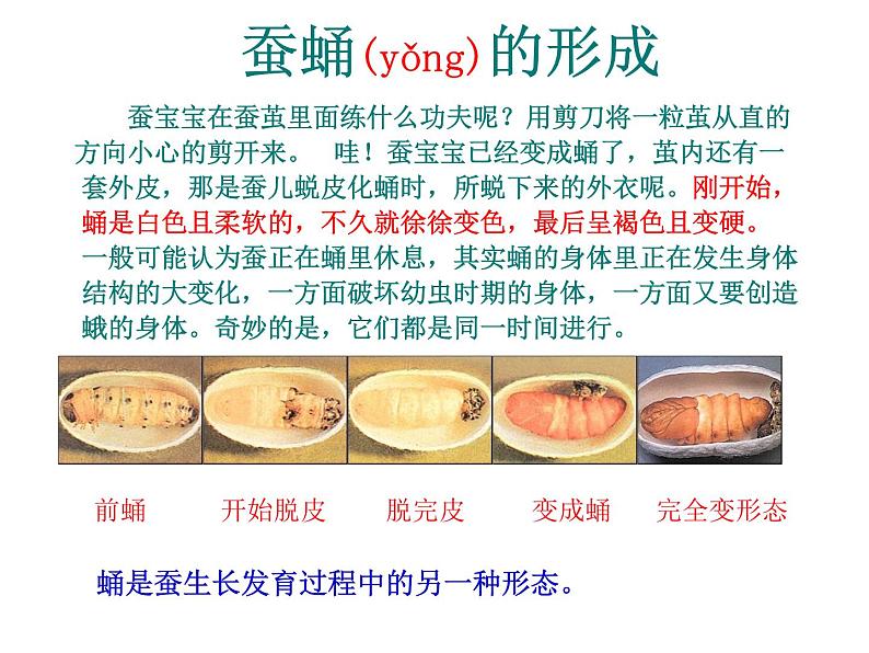 教科版(三起)科学三年级下册第二单元3-蚕变了新模样-ppt06