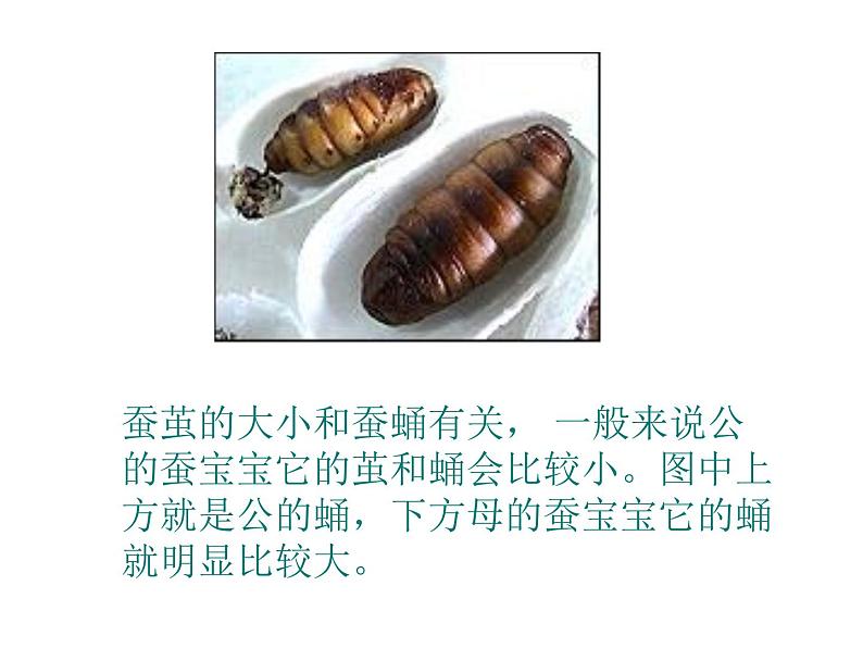 教科版(三起)科学三年级下册第二单元3-蚕变了新模样-ppt07