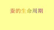 小学科学教科版三年级下册动物的生命周期5.蚕的生命周期授课课件ppt