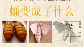 小学科学教科版三年级下册动物的生命周期4.蛹变成了什么教课内容课件ppt