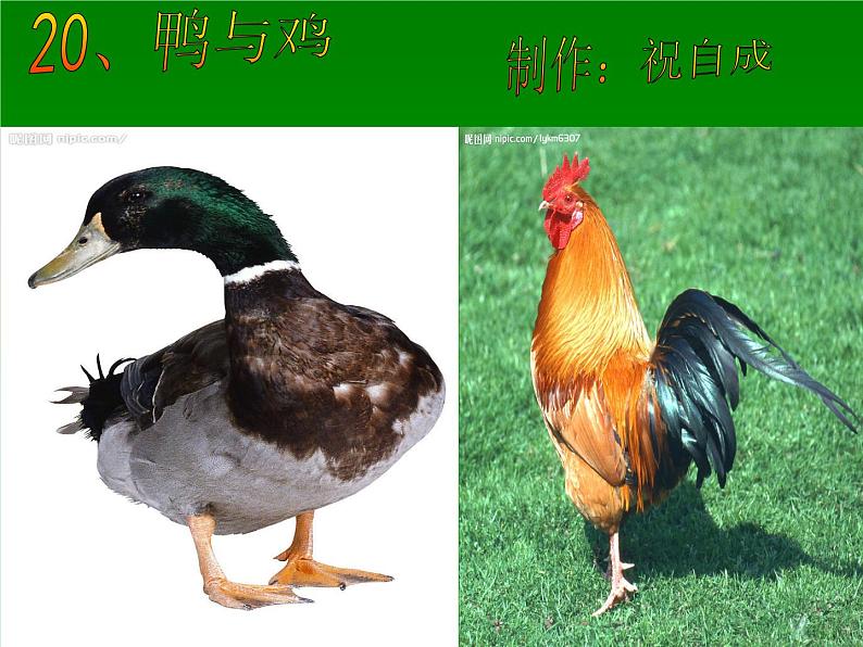 鄂教版(三起)科学三年级上册第四单元20、鸭与鸡 课件01