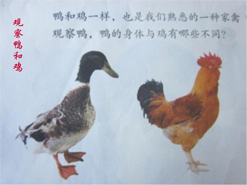 鄂教版(三起)科学三年级上册第四单元20、鸭与鸡 课件02
