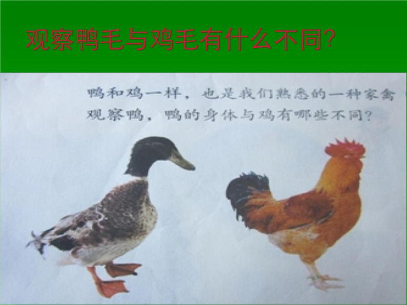 鄂教版(三起)科学三年级上册第四单元20、鸭与鸡 课件03