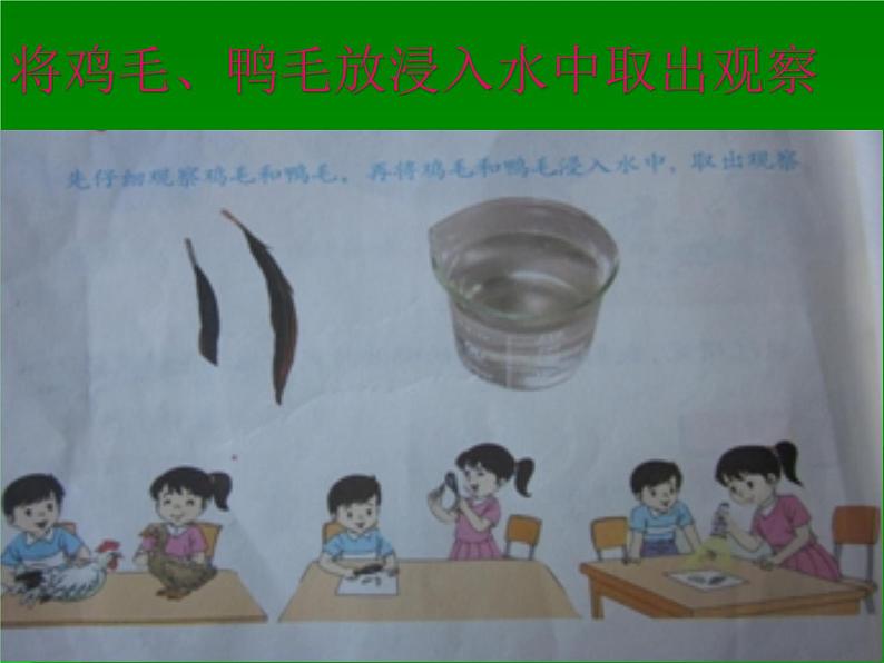 鄂教版(三起)科学三年级上册第四单元20、鸭与鸡 课件04