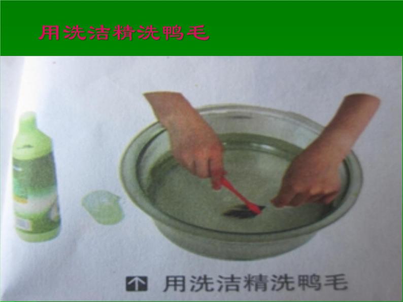 鄂教版(三起)科学三年级上册第四单元20、鸭与鸡 课件05