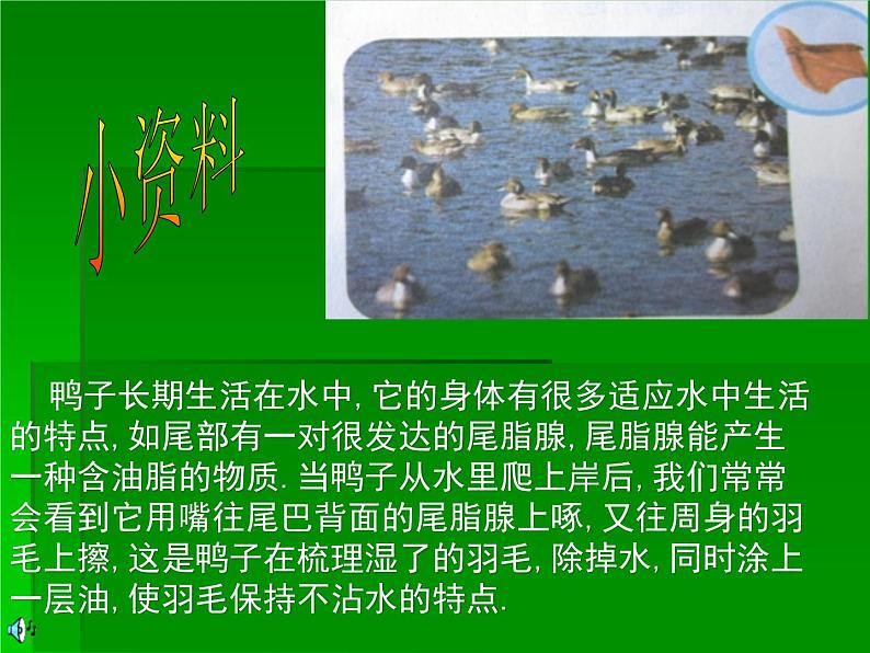 鄂教版(三起)科学三年级上册第四单元20、鸭与鸡 课件07