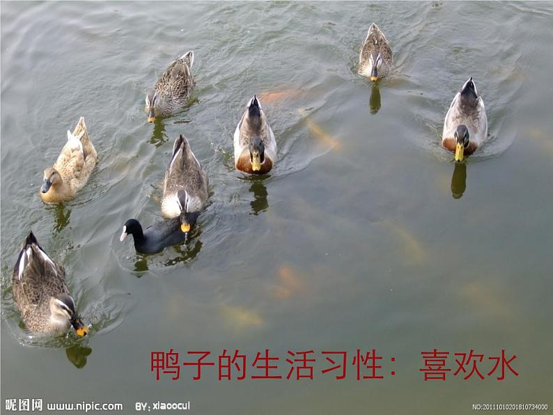 鄂教版(三起)科学三年级上册第四单元20、鸭与鸡 课件08