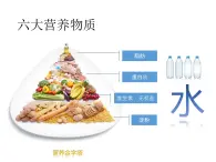 鄂教版（三起）科学三年级上册第一单元6-食物的消化 课件