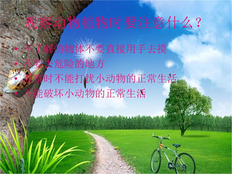 冀教版(三起)科学三年级上册3、寻找动物和植物 课件02