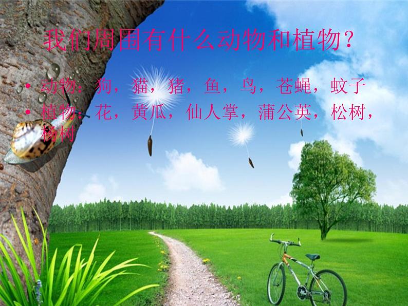 冀教版(三起)科学三年级上册3、寻找动物和植物 课件03