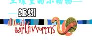 科学冀教版4 蚯蚓授课ppt课件