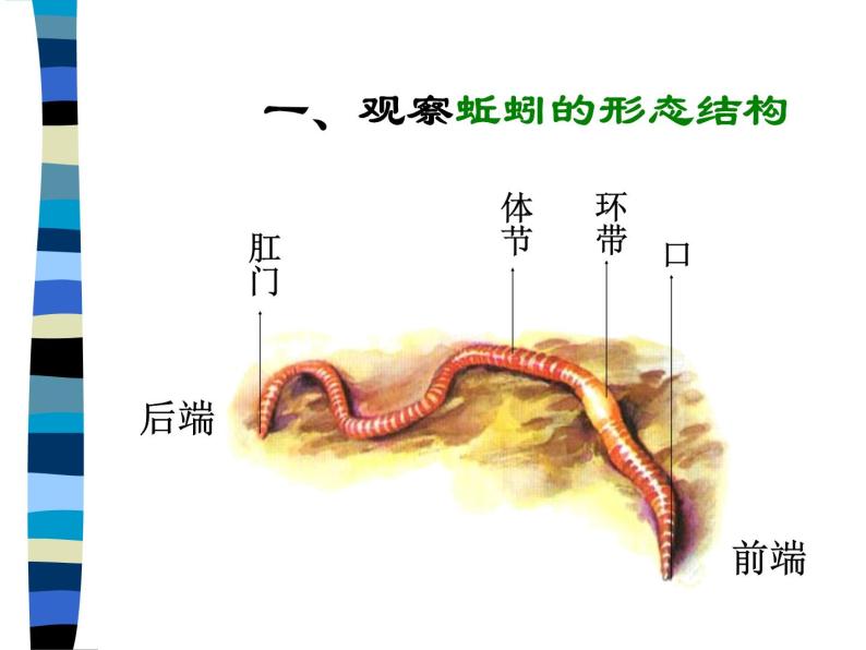 冀教版（三起）科学三年级上册4-蚯蚓 课件04