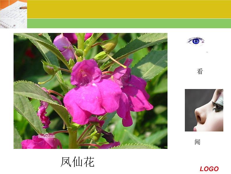 冀教版(三起)科学三年级上册3-寻找动物和植物-课件第3页