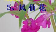 冀教版三年级上册5 凤仙花备课ppt课件