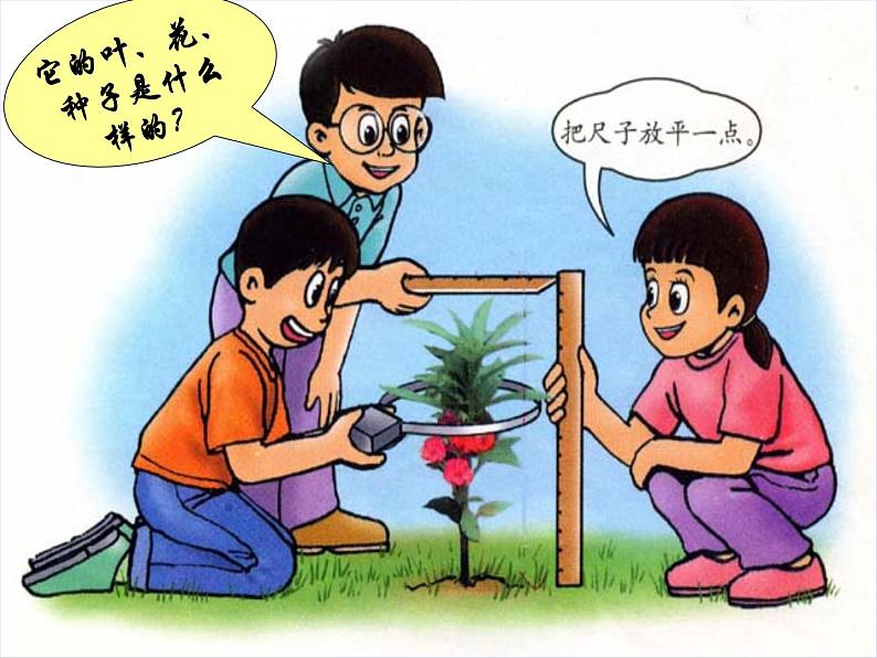 冀教版(三起)科学三年级上册5、凤仙花 课件06