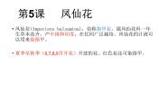 冀教版三年级上册5 凤仙花教案配套ppt课件