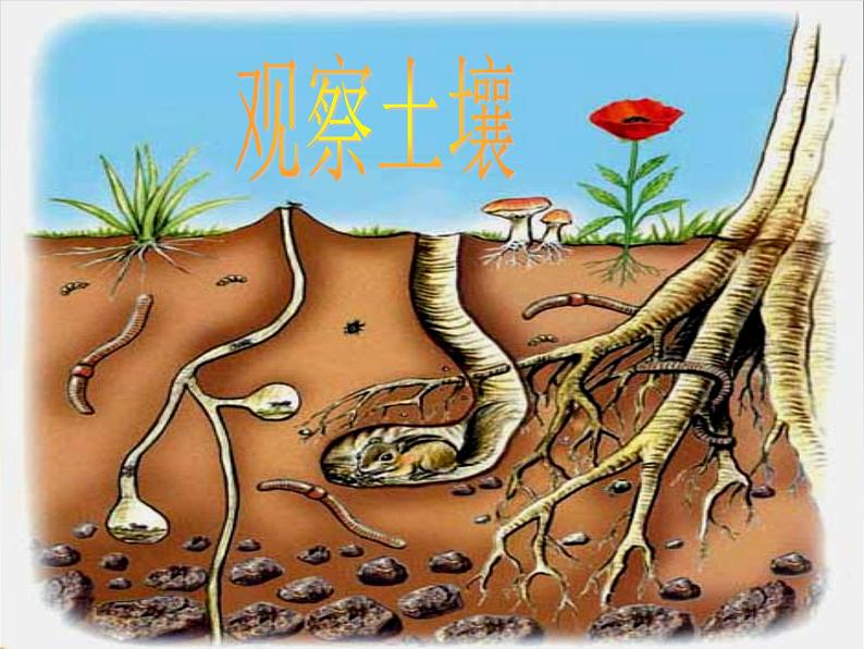 冀教版(三起)科学三年级上册6《观察土壤》ppt课件01