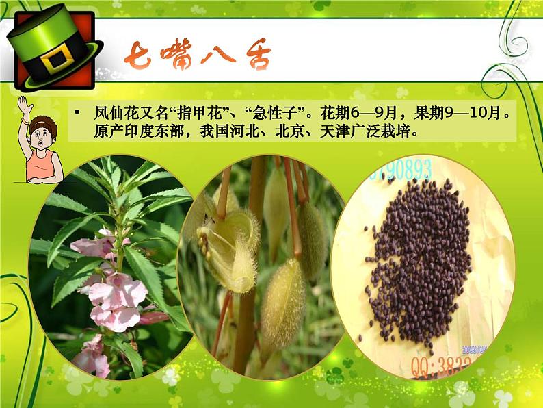 冀教版(三起)科学三年级上册5、凤仙花第4页