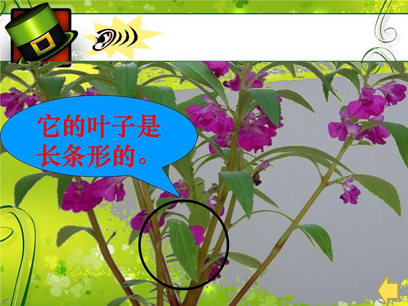冀教版(三起)科学三年级上册5、凤仙花第5页