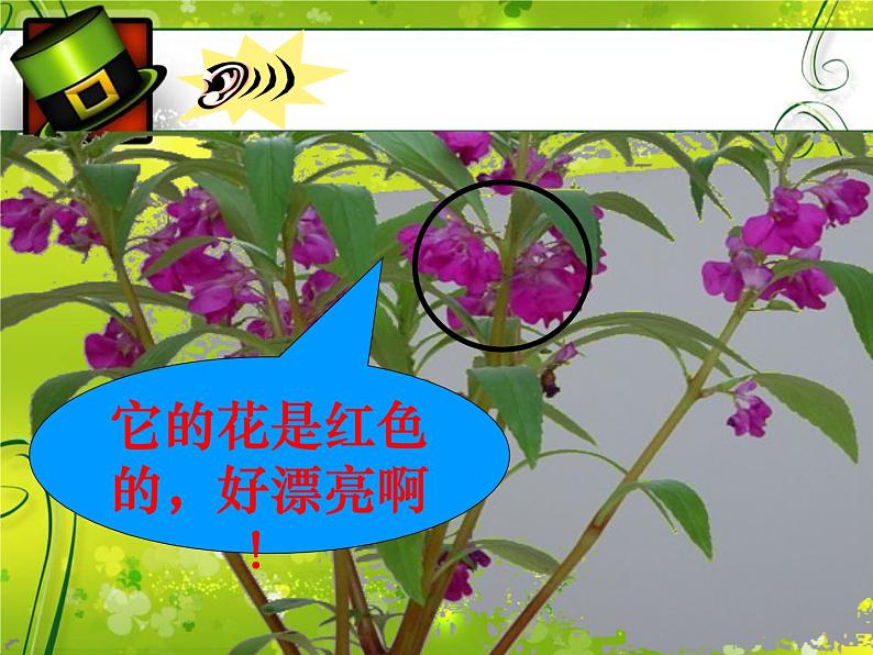 冀教版(三起)科学三年级上册5、凤仙花第6页