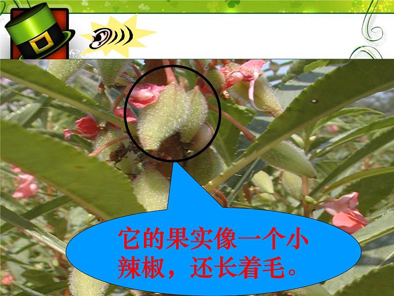 冀教版(三起)科学三年级上册5、凤仙花第7页