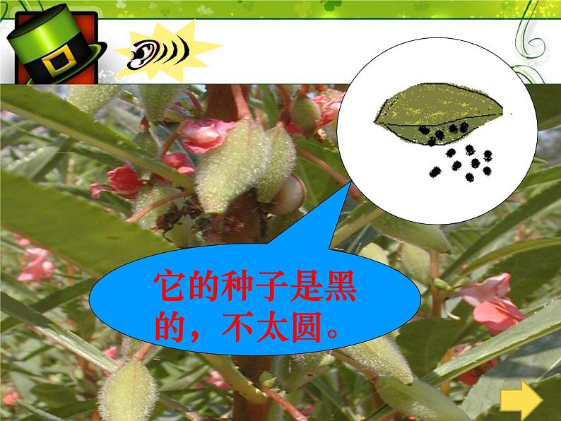 冀教版(三起)科学三年级上册5、凤仙花第8页
