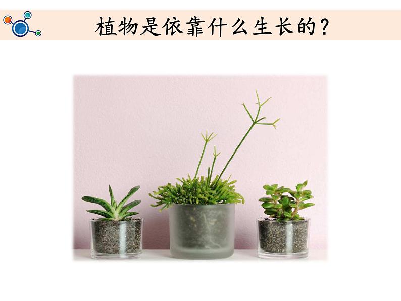 教科版(2017秋)二年级上册科学第一单元2《土壤——动植物的乐园》教学课件02