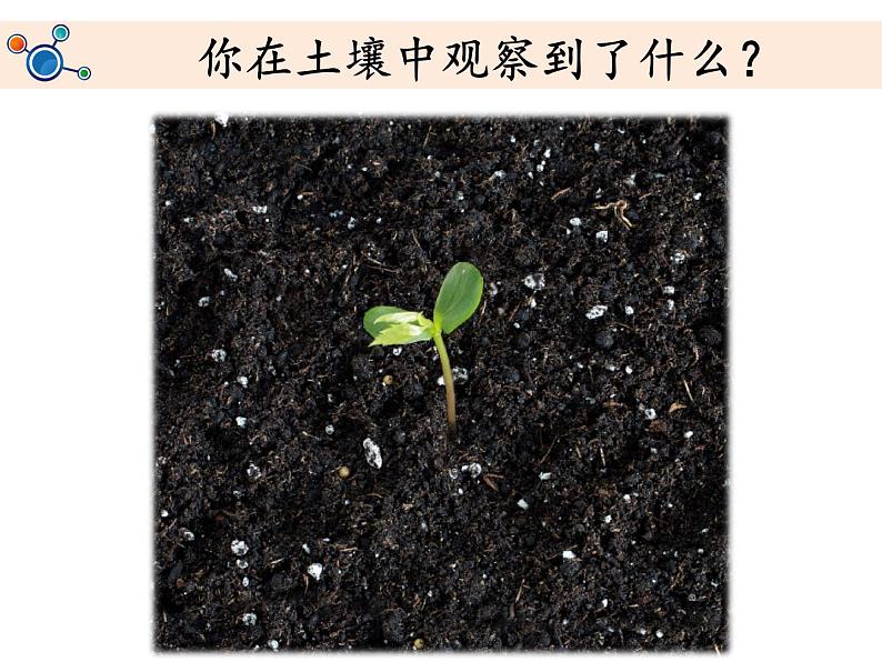 教科版(2017秋)二年级上册科学第一单元2《土壤——动植物的乐园》教学课件04