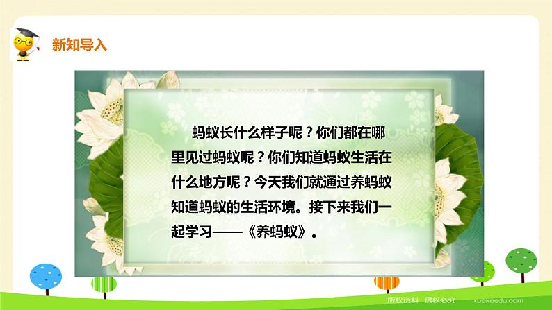 二年级下科学课件《养蚂蚁》课件1_苏教版(2017秋)03