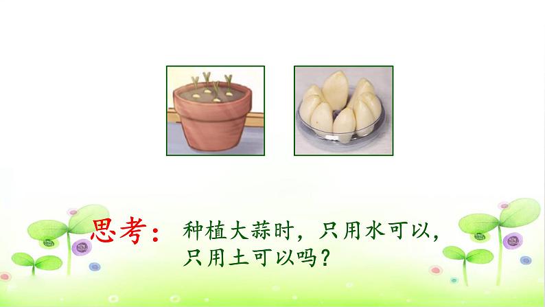 二年级科学上册课件-11.植物和水 (共9张PPT) 青岛版(五年制)02