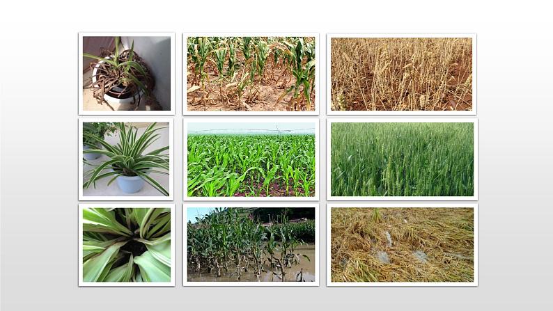二年级科学上册课件-11.植物和水 (共9张PPT) 青岛版(五年制)04