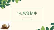 科学二年级下册14 观察蜗牛一等奖ppt课件
