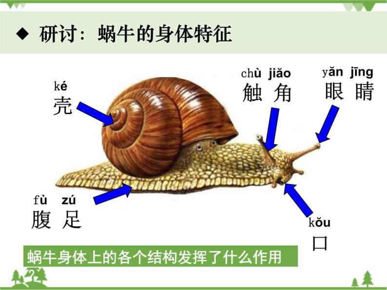 新教科版科学一下2-3《观察一种动物》PPT课件+教案+素材06