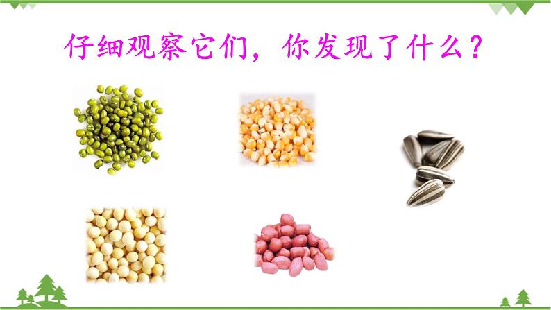 【精品资料】大象版 科学 三年级下册(全册)3.2《播下希望的种子》课件ppt+练习ppt+素材03