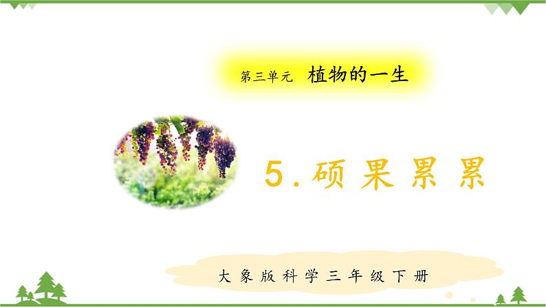 【精品资料】大象版 科学 三年级下册(全册)3.5《硕果累累》课件ppt+练习ppt01