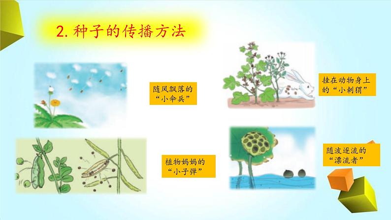 【精品资料】大象版 科学 三年级下册(全册)3.5《硕果累累》课件ppt+练习ppt08