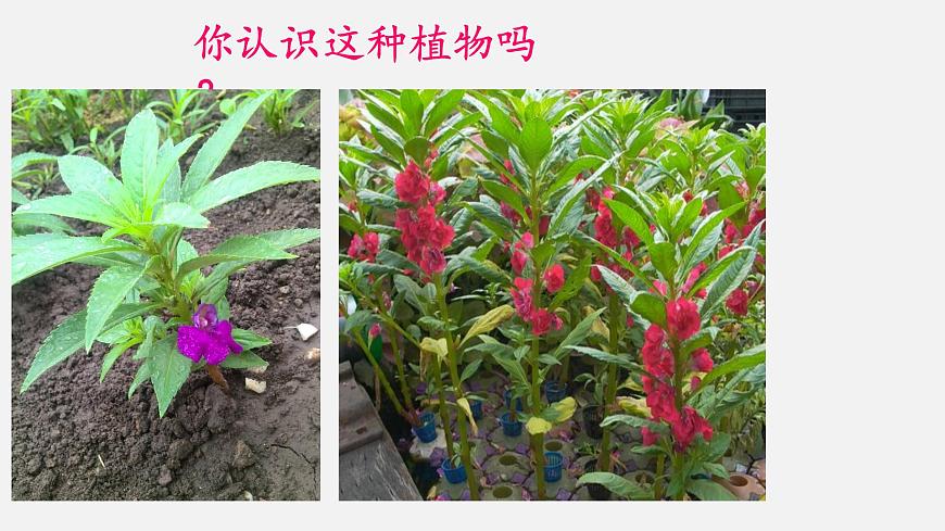 大象版科學一下2.3《陽光和鳳仙花》PPT課件第3頁