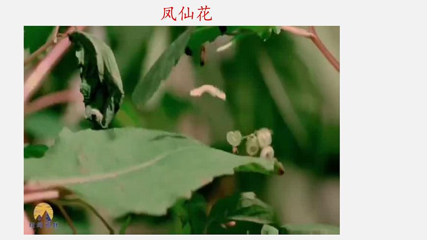 大象版科學一下2.3《陽光和鳳仙花》PPT課件第5頁