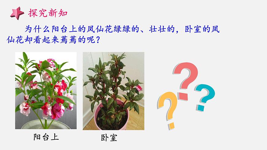 大象版科學一下2.3《陽光和鳳仙花》PPT課件第7頁