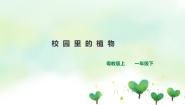 小学科学粤教粤科版 (2017)一年级下册14 校园里的植物公开课ppt课件