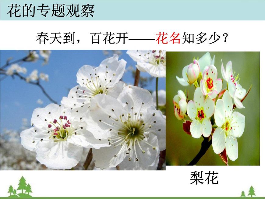 教科版小學(xué)四年級(jí)下冊(cè)2.2各種各樣的花課件第2頁