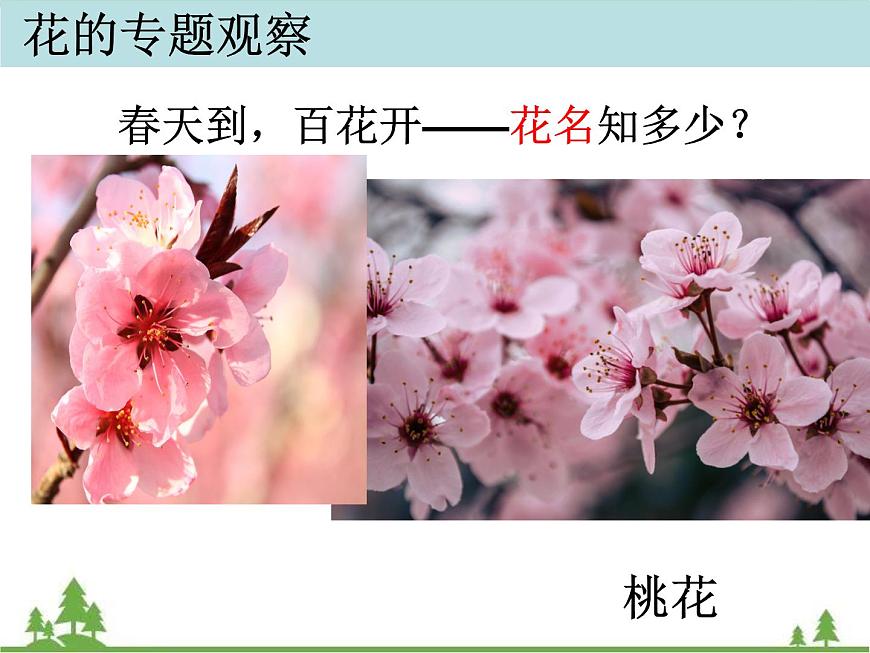 教科版小學(xué)四年級(jí)下冊(cè)2.2各種各樣的花課件第3頁