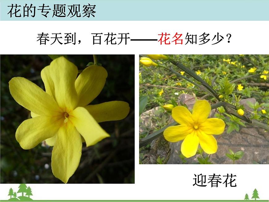 教科版小學(xué)四年級(jí)下冊(cè)2.2各種各樣的花課件第4頁