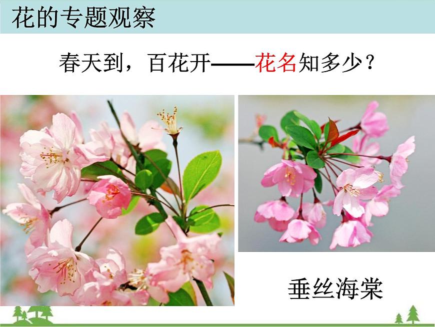 教科版小學(xué)四年級(jí)下冊(cè)2.2各種各樣的花課件第5頁