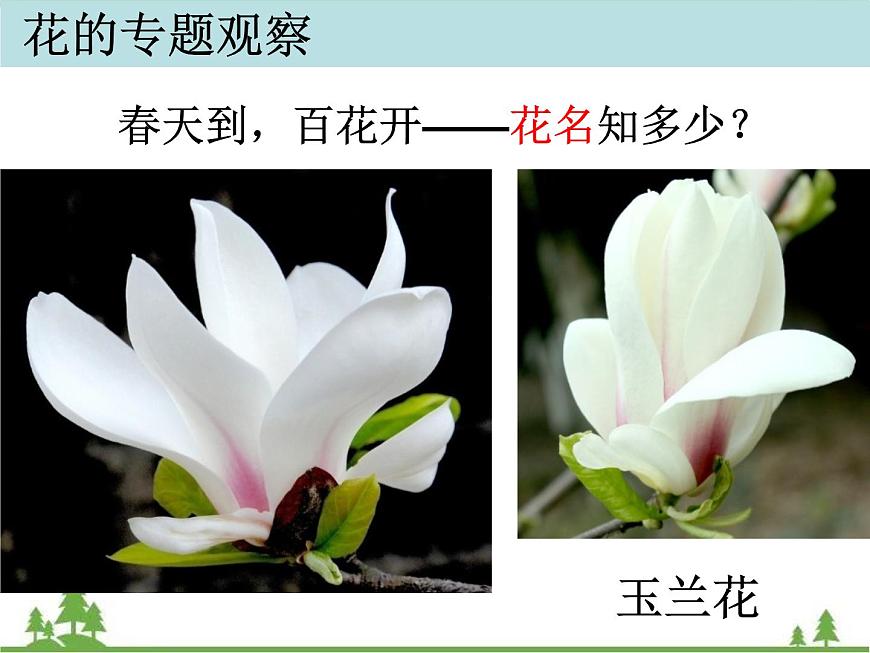 教科版小學(xué)四年級(jí)下冊(cè)2.2各種各樣的花課件第6頁