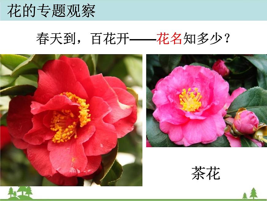 教科版小學(xué)四年級(jí)下冊(cè)2.2各種各樣的花課件第7頁