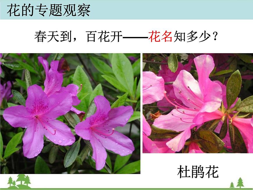 教科版小學(xué)四年級(jí)下冊(cè)2.2各種各樣的花課件第8頁