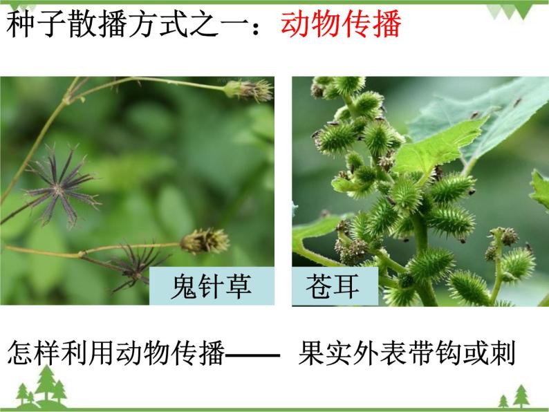 教科版小学四年级下册2.4把种子散播到远处 PPT课件+教案+音视频08