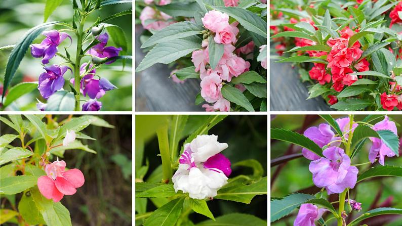 新教科版科学四年级下册:1.5《凤仙花开花了》PPT课件04