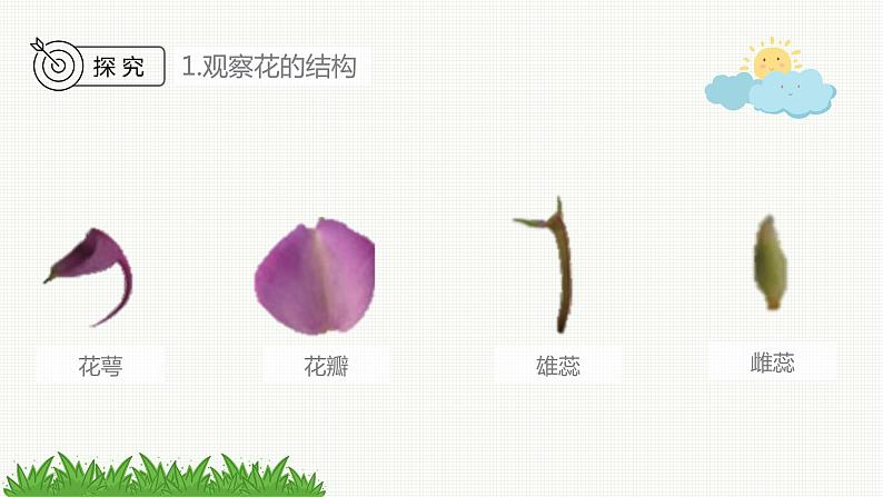 新教科版科学四年级下册:1.5《凤仙花开花了》PPT课件06